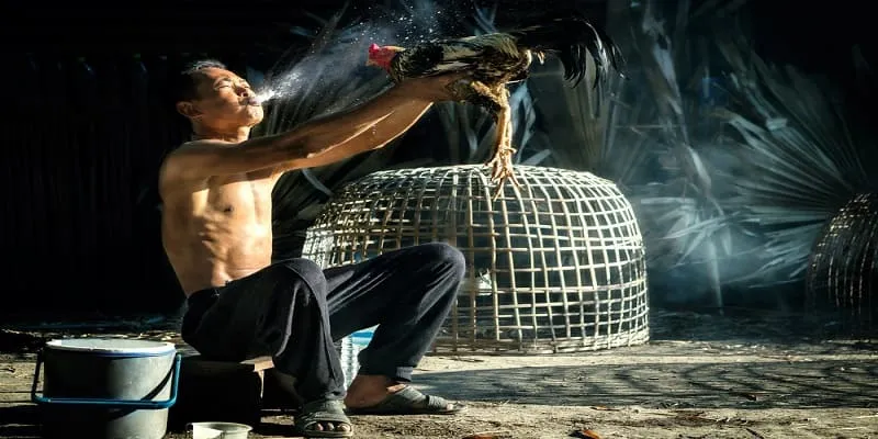Hướng dẫn tham gia đá gà 888NEW